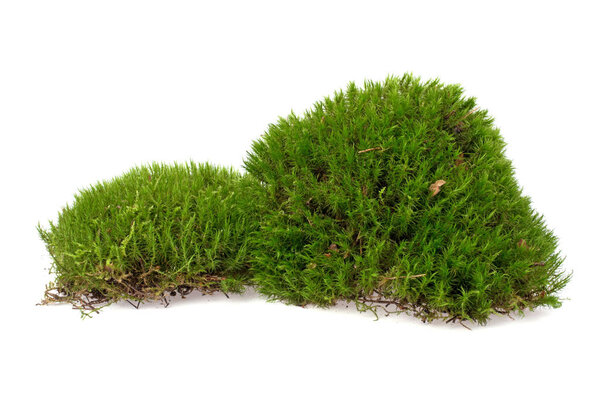 clumps of moss on a white background