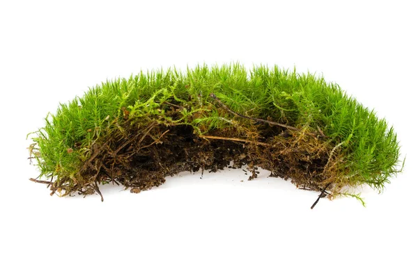 Beyaz arkaplanda yeşil yosun