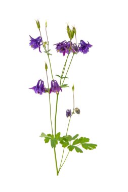 Beyaz arka plan üzerinde izole çiçek çan