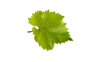 Beyaz arka plan üzerinde izole yeşil asma yaprağı