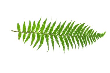 Beyaz arka plan üzerinde izole fern Şubesi