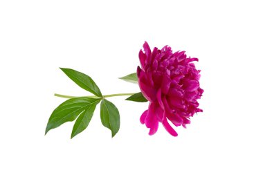 Şakayık çiçeği beyaz zemin üzerine