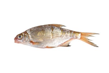 beyaz bir arka plan üzerinde beyaz roach balık