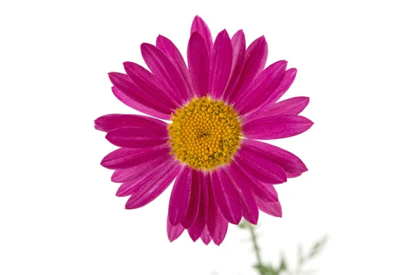 Daisy Flower Isolated White Background — Stock Photo, Image