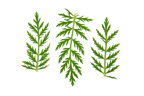 beyaz bir arka plan üzerinde keskin kenarları ile yeşil yaprak