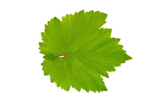 Liść Zielony Winorośli Młody Białym Tle — Zdjęcie stockowe