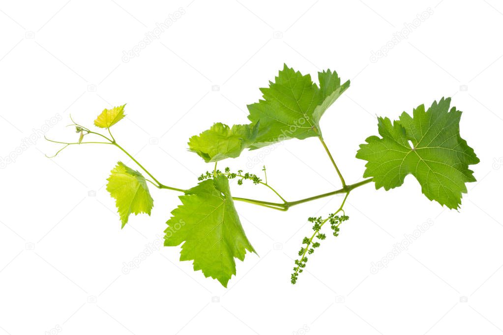 vine branch of a vine isolated on a white background