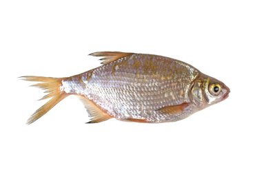 Roach balık beyaz arka plan üzerinde yaşamak