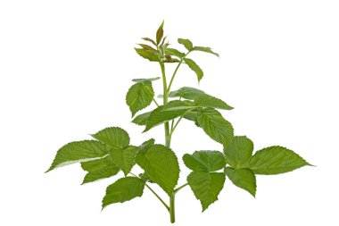 beyaz zemin üzerine Bush ahududu