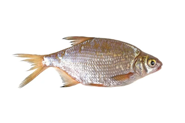 live roach fish on white background