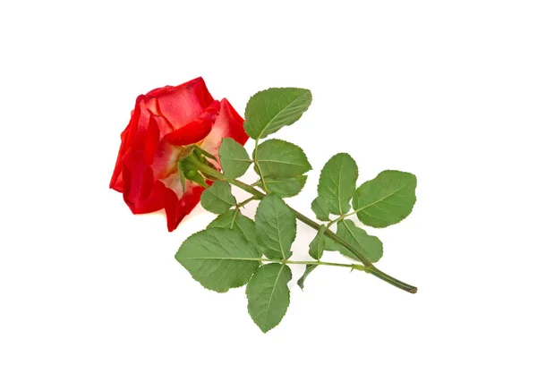Róża Białym Tle — Zdjęcie stockowe
