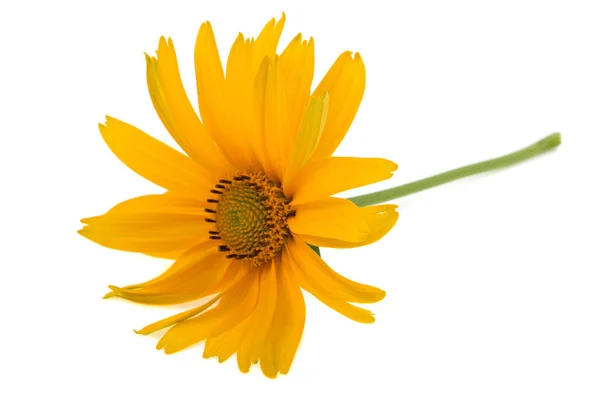 Flower Yellow Color White Background — Stock Photo, Image