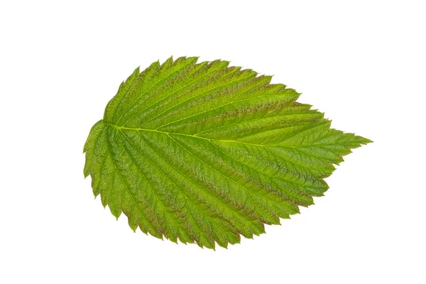 Hoja Frambuesa Verde Sobre Fondo Blanco — Foto de Stock