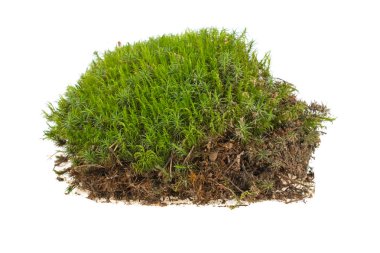 Beyaz arka plan üzerinde izole yerde yosun