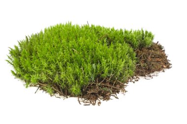 Beyaz arkaplanda yeşil yosun