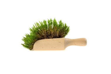 bir tahta kaşık beyaz zemin üzerine yeşil yosun