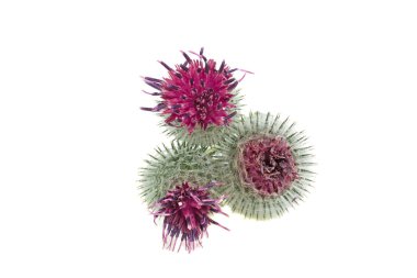 Thistle beyaz zemin üzerine