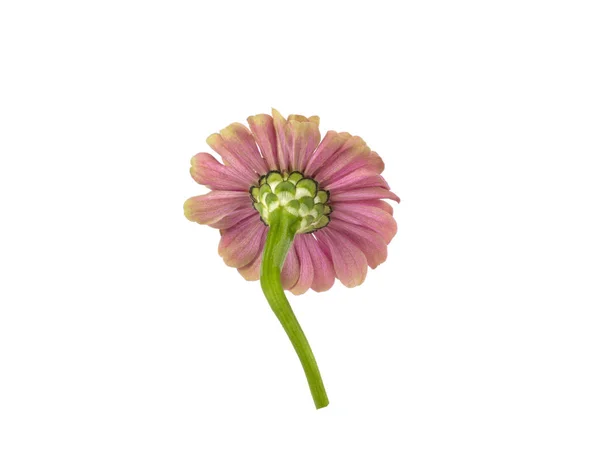 Pink Flower Back View White Background — Stock Photo, Image