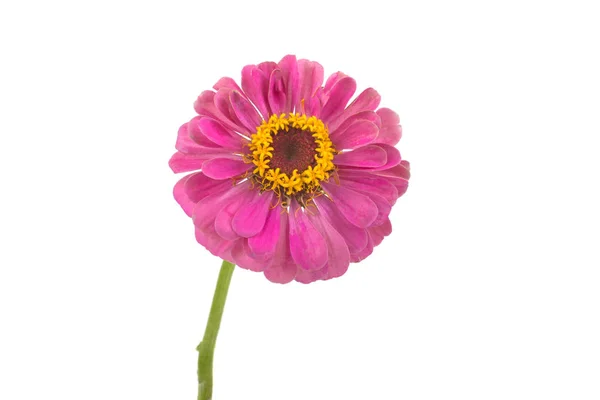 Pink Flower White Background — Stock Photo, Image