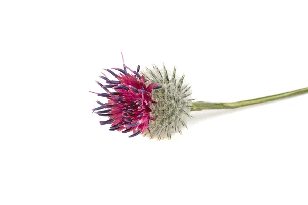 Distel Geïsoleerd Witte Achtergrond — Stockfoto