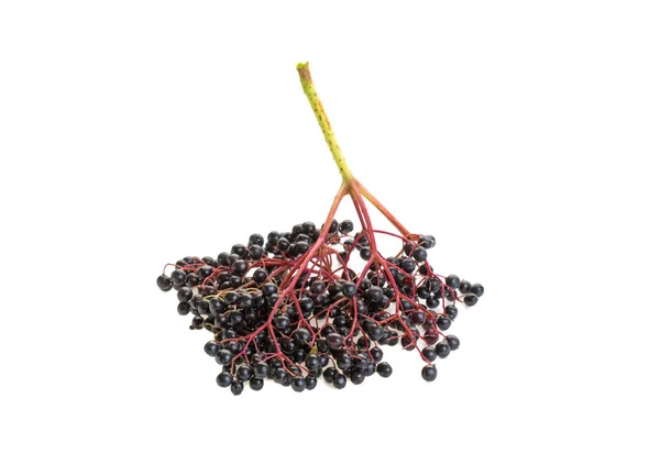 바탕에 Elderberry의 클로즈업 — 스톡 사진