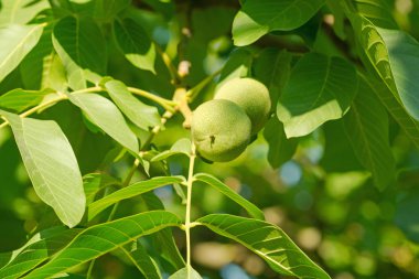 Olgun Fındık ceviz ağacının