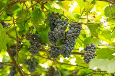 kırmızı şarap üretiminin koruk üzüm