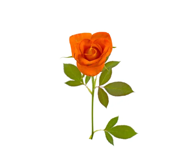 Flower Orange Rose Green Leaves Thorns Isolated White Background — Stock Photo, Image