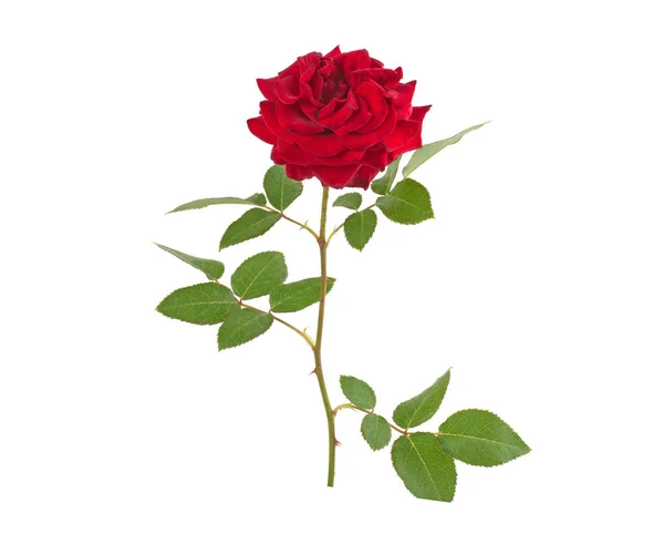 Czerwony Kwiat Róża Zielonych Liści Cierni Białym Tle — Zdjęcie stockowe