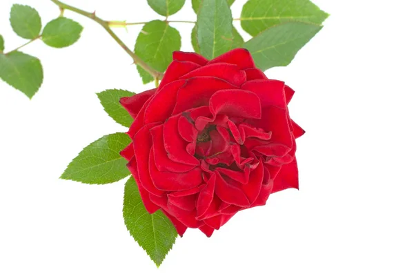 Czerwony Kwiat Róża Zielonych Liści Cierni Białym Tle — Zdjęcie stockowe