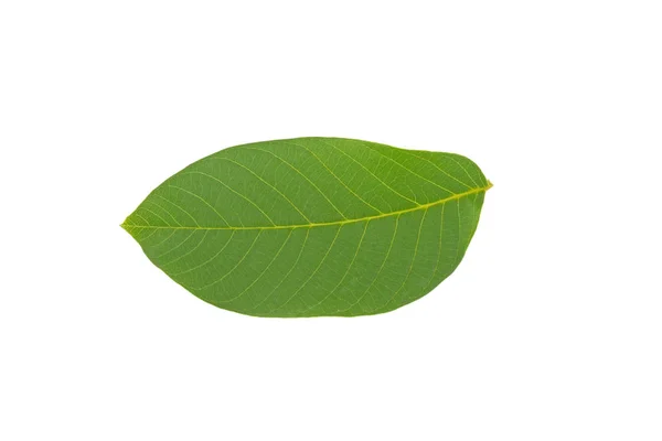 Green Walnut Leaf Isolated White Background — Stock Photo, Image