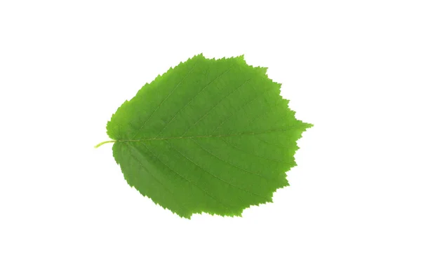 Зеленый Лист Лесного Ореха Белом Фоне — стоковое фото