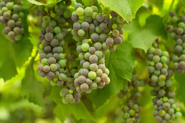 Grapes Unripe Grapes Production Red Wine — Stock Photo, Image