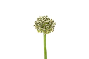 beyaz bir arka plan üzerinde çiçek soğan