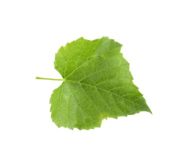 beyaz bir arka plan bir üzüm yaprağı
