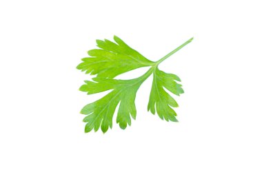 Beyaz arkaplanda maydanoz yaprağı izole