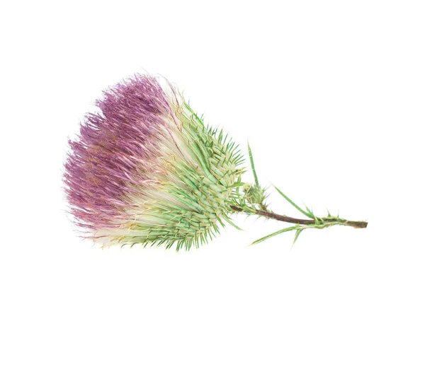 Distel Heilpflanze Isoliert Auf Weißem Hintergrund — Stockfoto