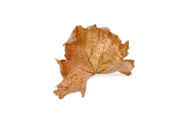 Feuille Raisin Jaune Automne Isolé Sur Fond Blanc — Photo