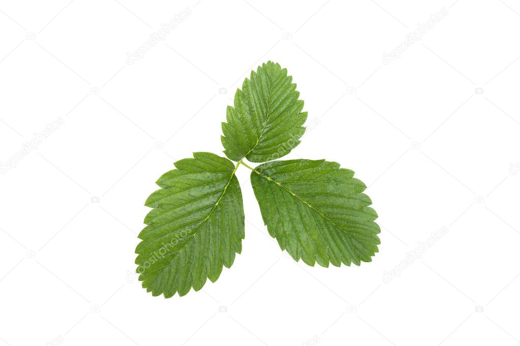 strawberry leaves close-up isolated on white background