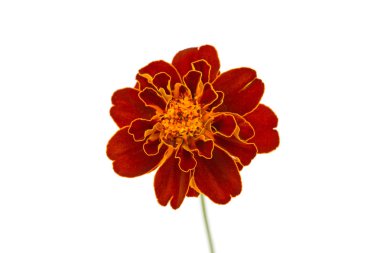 Tagetes izole üzerinde beyaz zemin çiçek