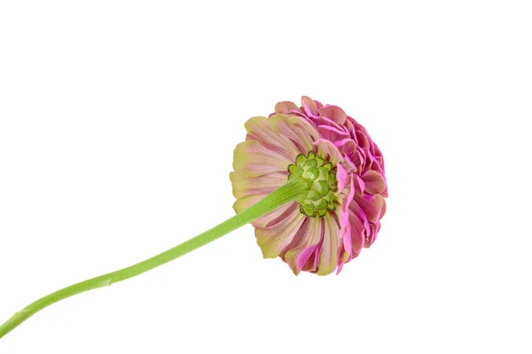 Beyaz Arka Plan Üzerinde Izole Aster Çiçek — Stok fotoğraf
