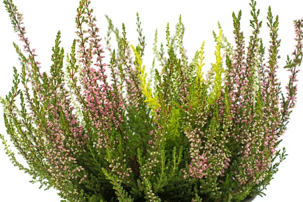 Mor calluna vulgaris izole beyaz arka plan kopya metin alanı yumuşak odak kapalı plastik kahverengi tencerede