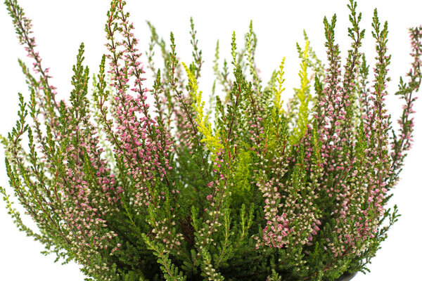 фиолетовый calluna vulgaris в пластиковых коричневый горшок внутри на белом фоне копия текстового пространства мягкий фокус изолированы
