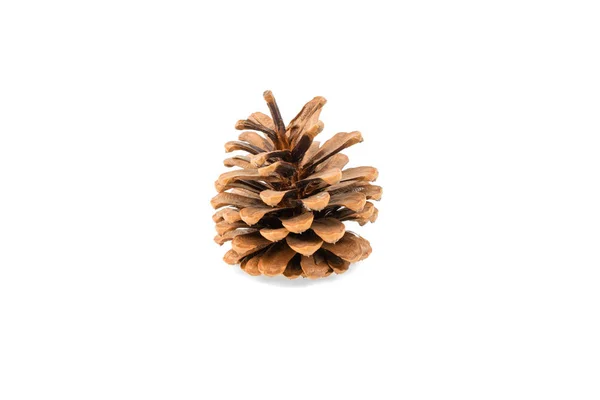 Pine Cone Isolated White Background — Stock Photo, Image