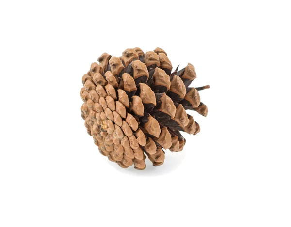 Pine Cone Isolated White Background — Stock Photo, Image