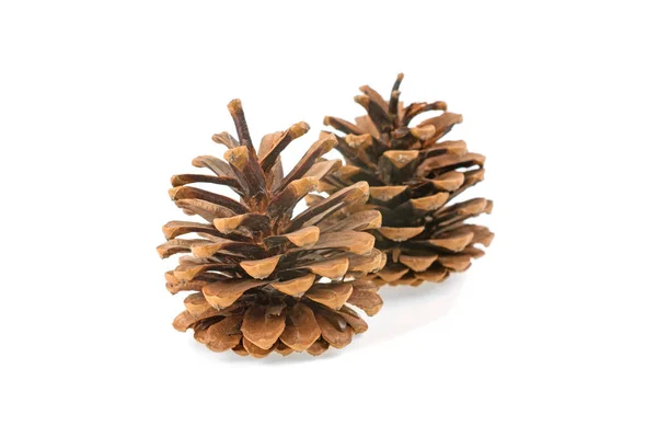 Pine Cone Isolated White Background — Stock Photo, Image