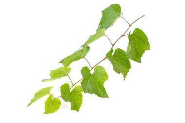 Beyaz arka plan üzerinde asma