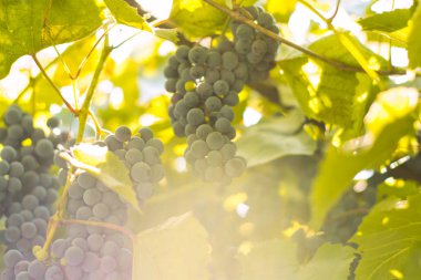 güneş ışınlarının mavi üzüm asma