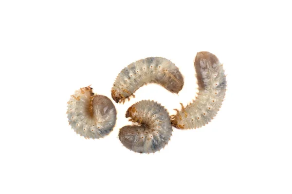 beyaz bir arka plan üzerinde izole bir böceği larvaları