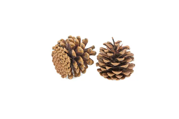 Two Pine Cones Isolated White Background — Stock Photo, Image